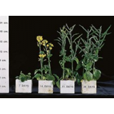 Plants As Organisms